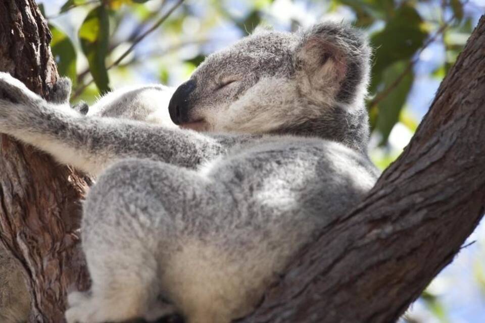 Koala Koala