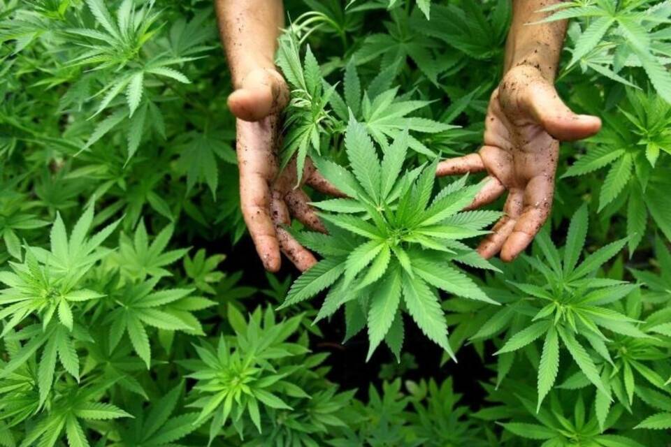 Cannabiskonsum Cannabiskonsum