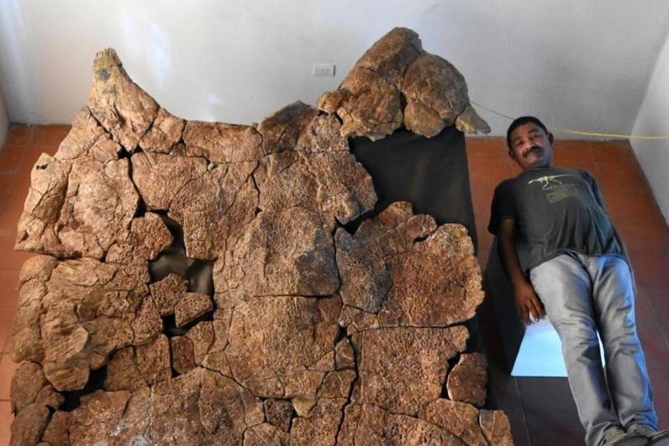 Überreste riesiger Schildkrötenart Überreste riesiger Schildkrötenart