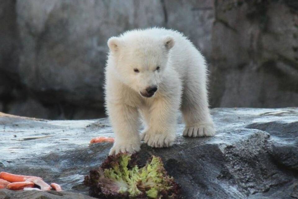 Eisbären-Jungtier im Wiener Zoo erstmals im Außengehege