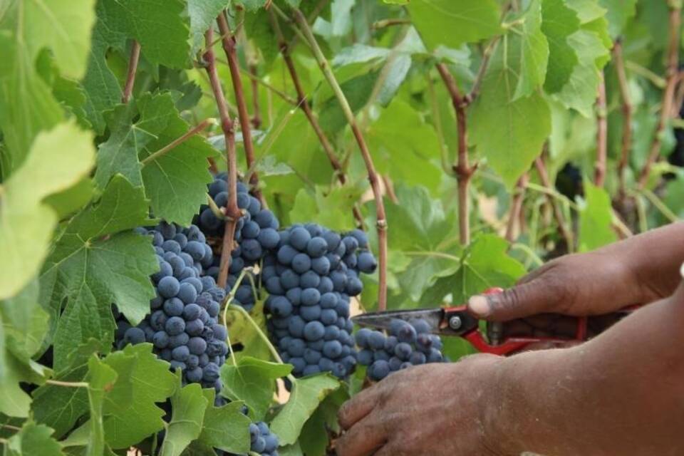 Weinernte in Südafrika