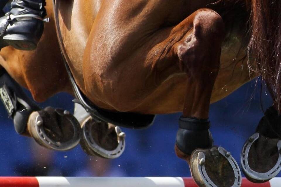 Pferdesport Pferdesport