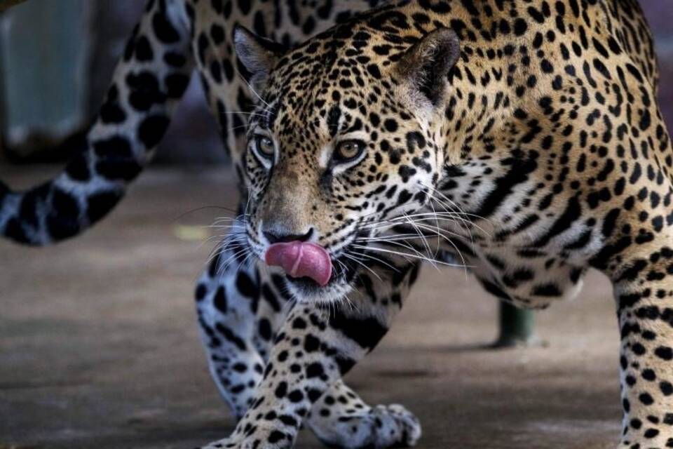 Jaguar Jaguar