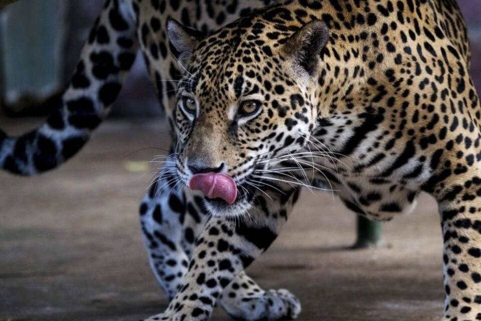 Jaguar