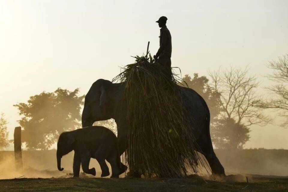 Indische Elefanten Indische Elefanten