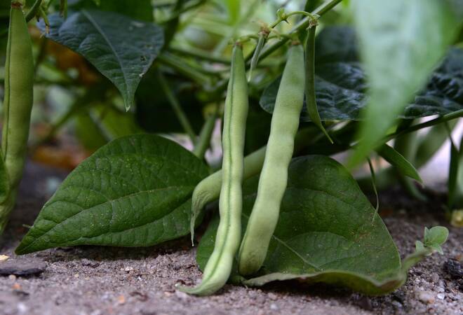 Gemuse Im Garten Anbauen Fruchtfolge Im Beet Regelmassig Wechseln