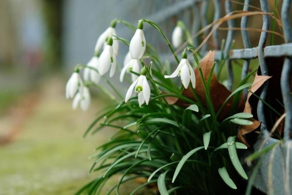 Schneeglöckchen Schneeglöckchen