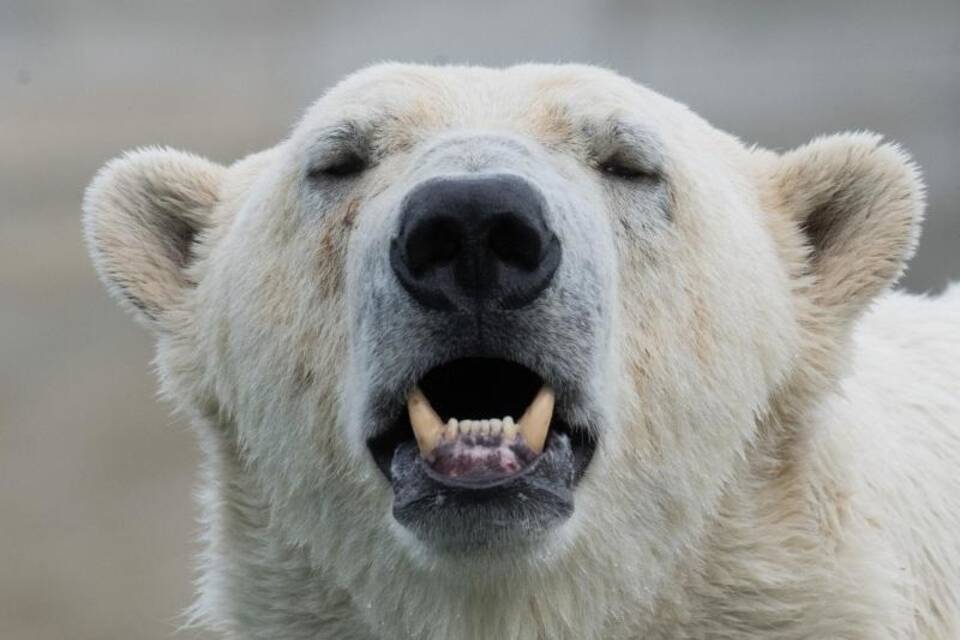Eisbär Eisbär