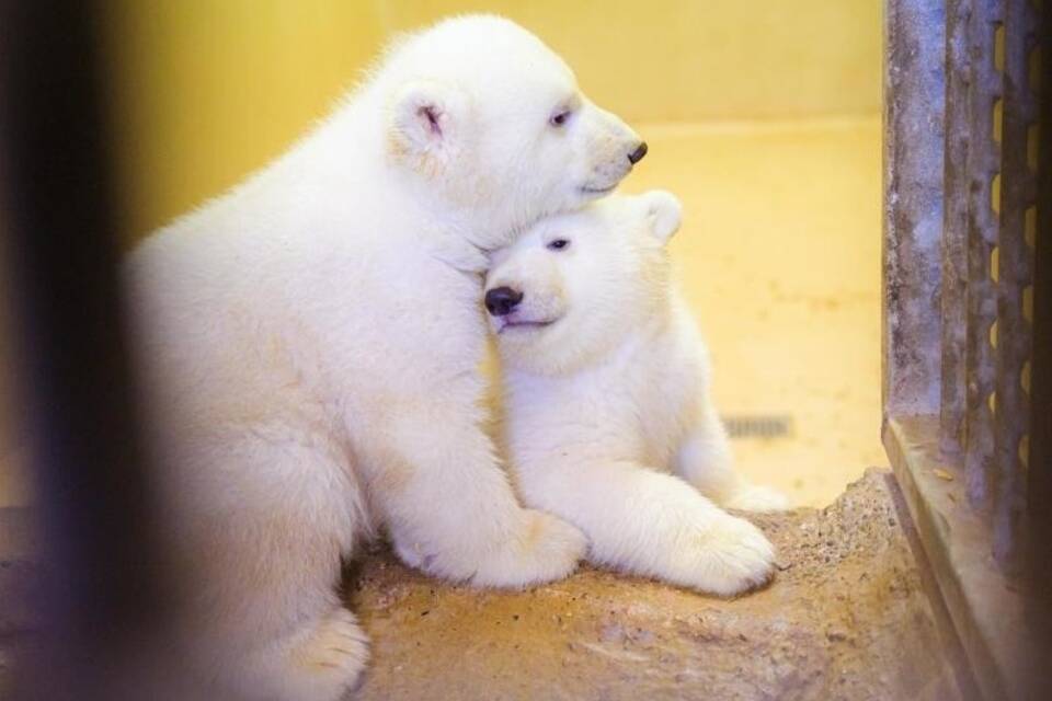Eisbären-Zwillinge
