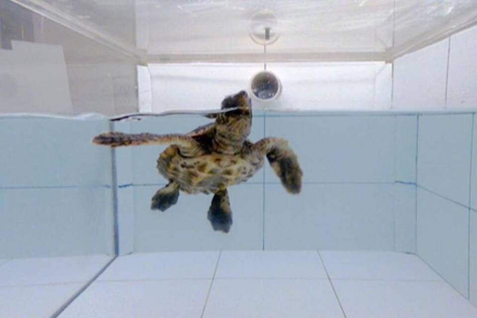 Meeresschildkröte bei Geruchsexperiment