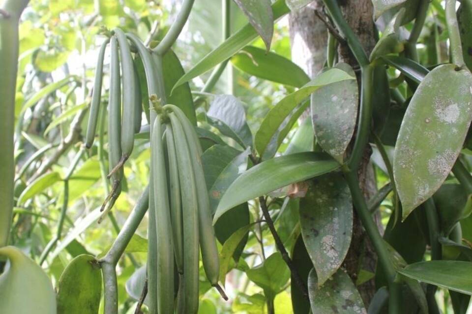 Vanille auf Madagaskar Vanille auf Madagaskar