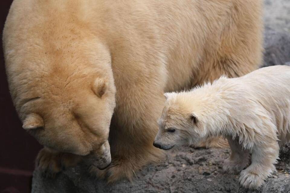 Zoo Hannover