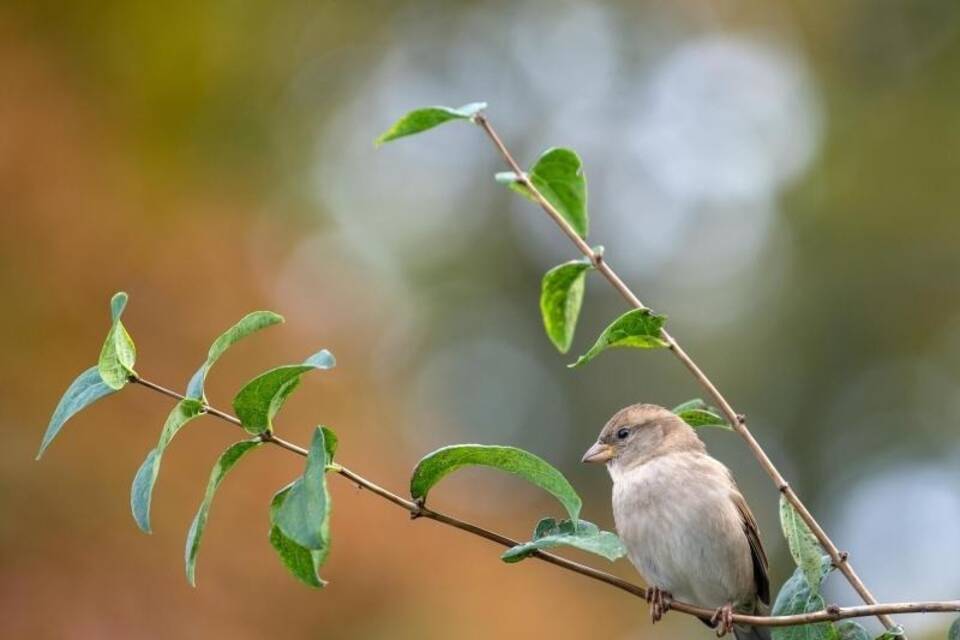 Spatz Spatz