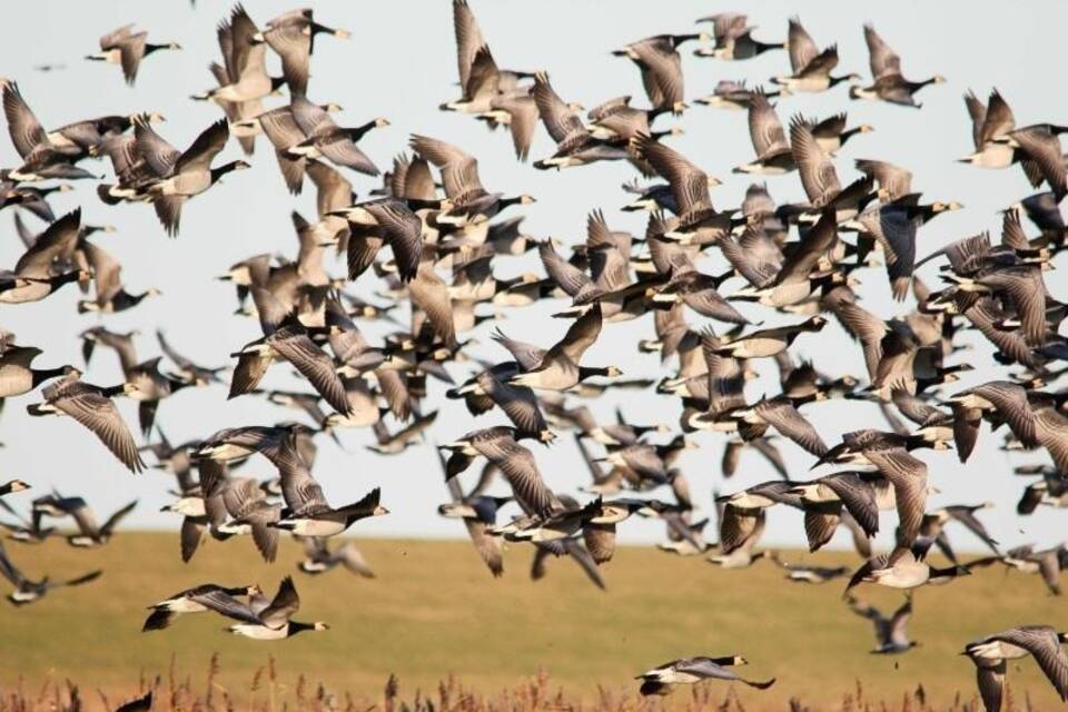 Gänse Gänse