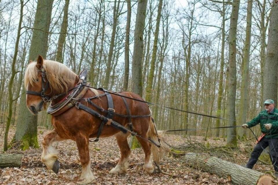 Rückepferd Rückepferd