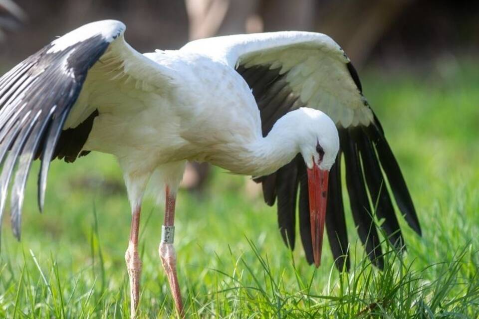 Weißstorch Weißstorch
