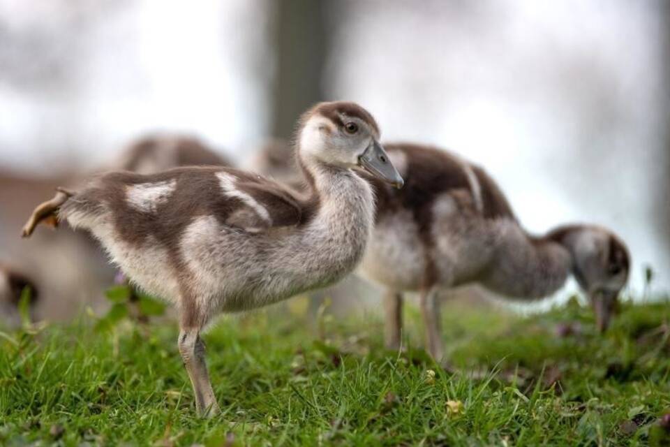 Nilgans-Küken Nilgans-Küken