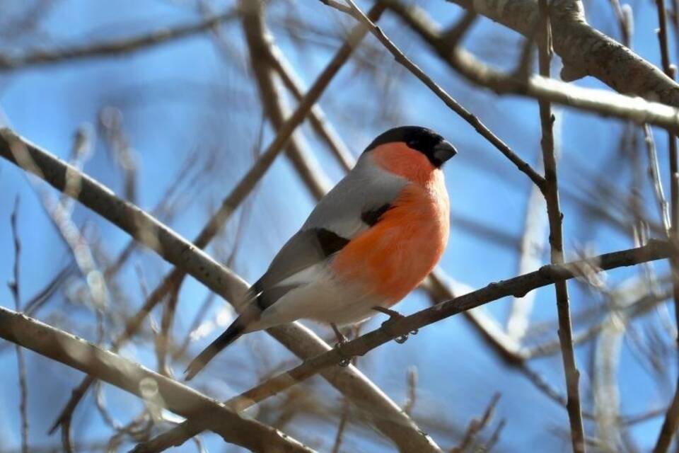 Der Gimpel ist ein musikalischer Vogel Der Gimpel ist ein musikalischer Vogel