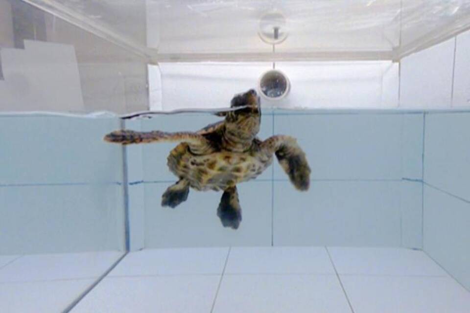 Schildkröten verwechseln Plastik mit Nahrung