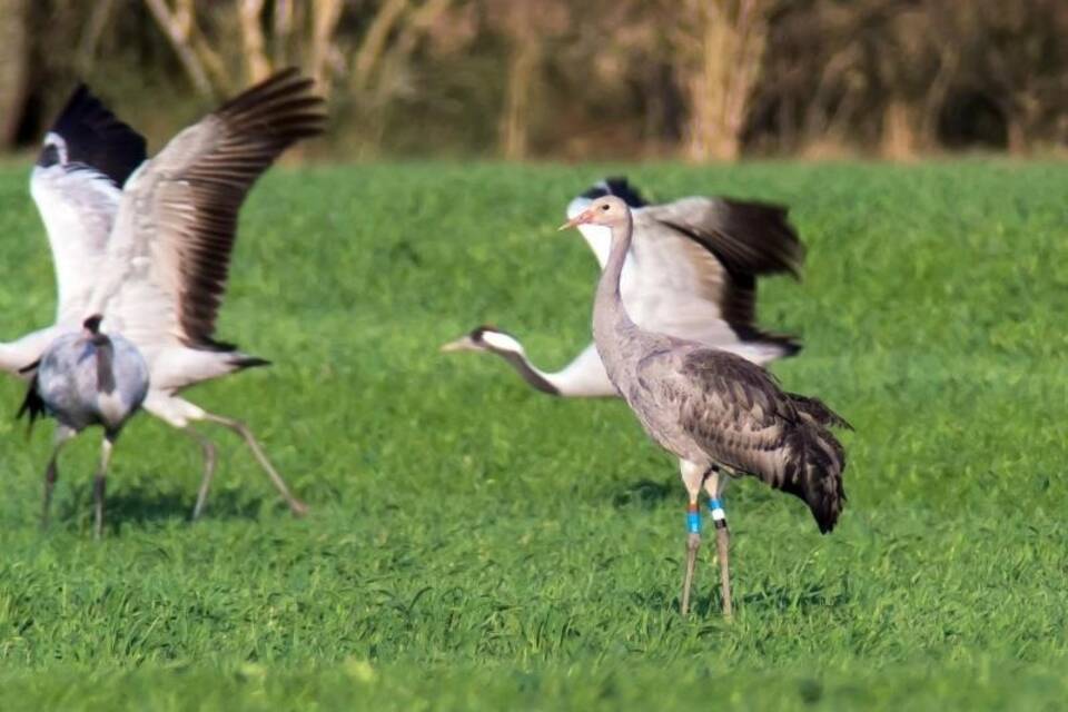 KINA - Kraniche verzichten auf einen langen Flug