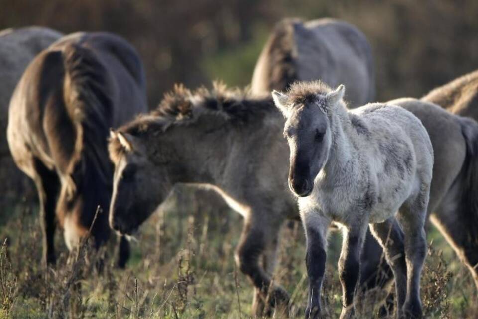 Konik-Pferde