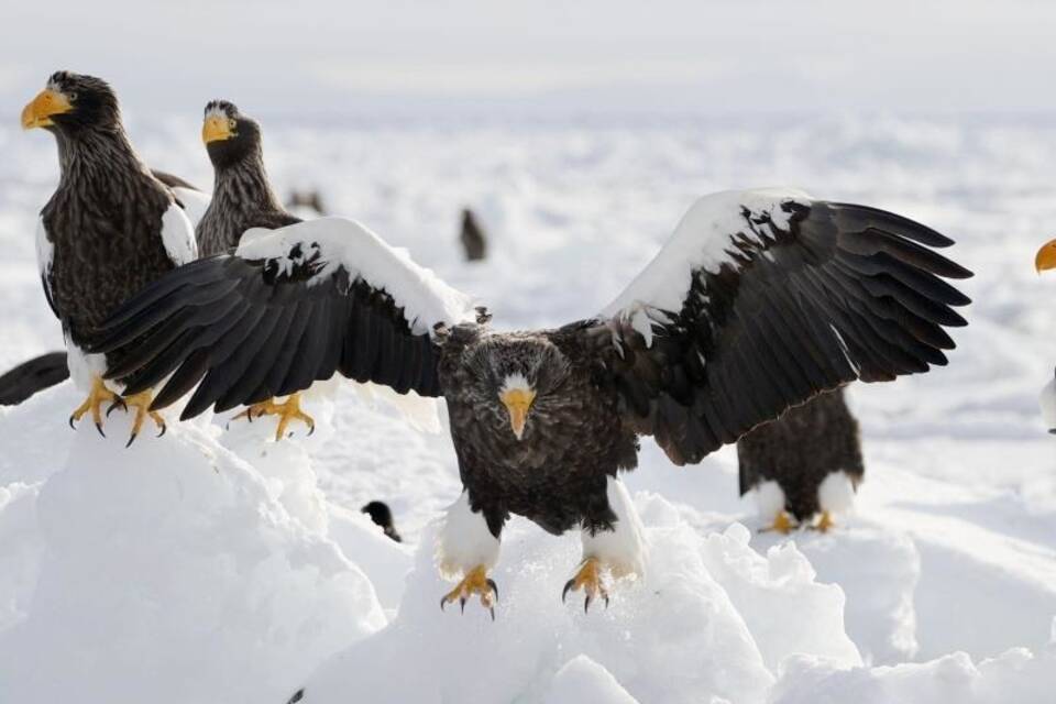KINA - Riesenseeadler im Schnee KINA - Riesenseeadler im Schnee