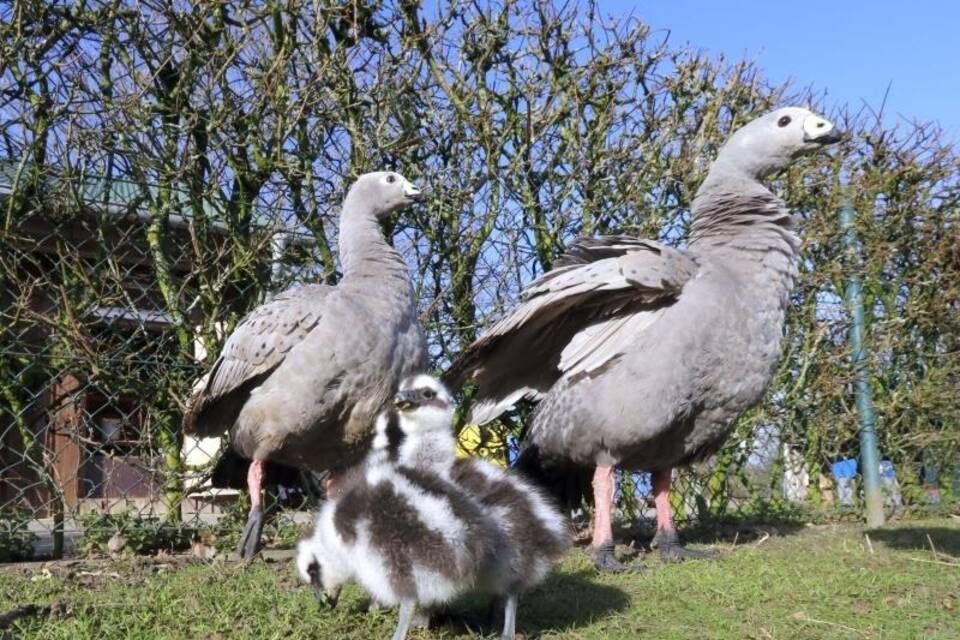 Hühnergans-Familie Hühnergans-Familie