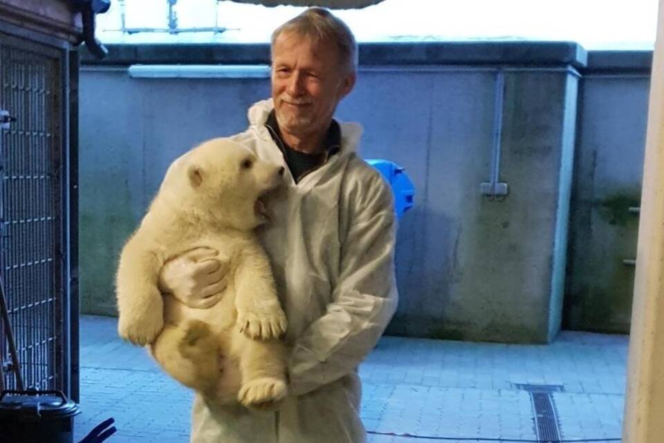 Eisbären im Zoo