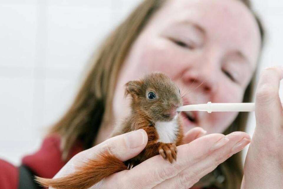 Eichhörnchen Eichhörnchen
