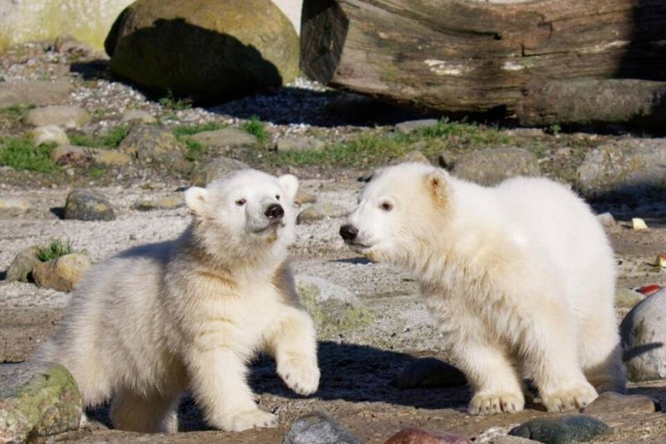 Eisbär-Zwillinge
