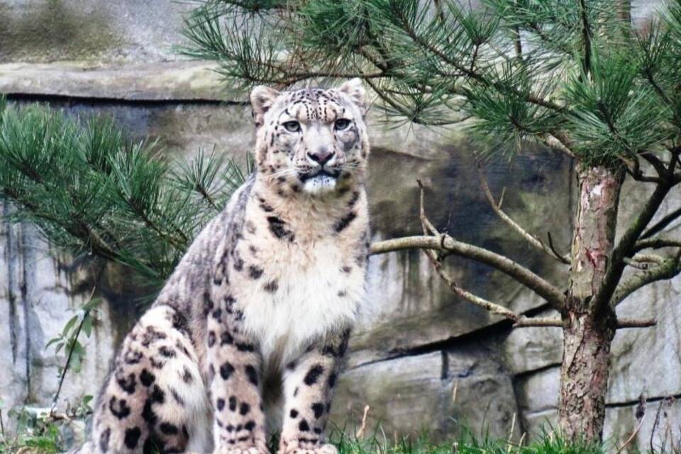 Schneeleopard Schneeleopard