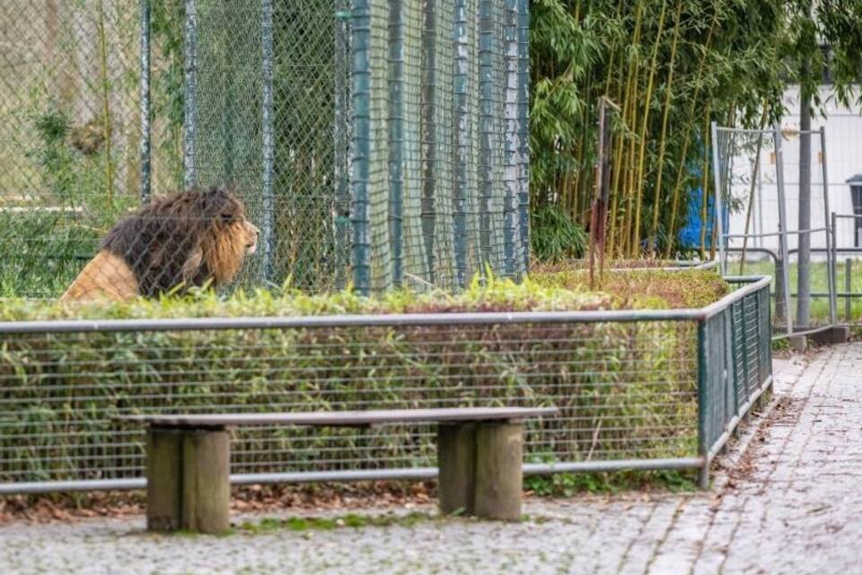 Allein im Zoo Allein im Zoo