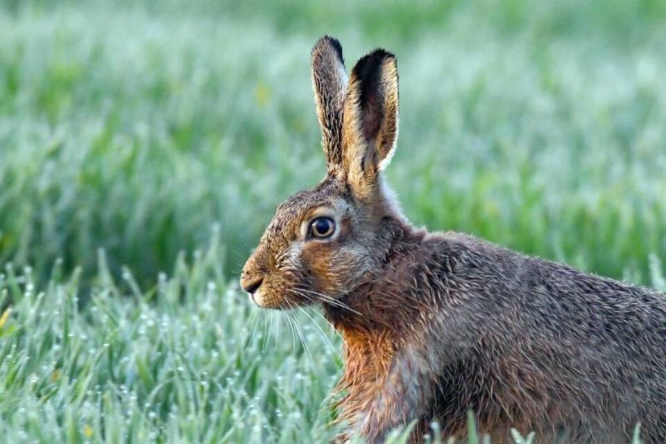 Tierische Sportskanone