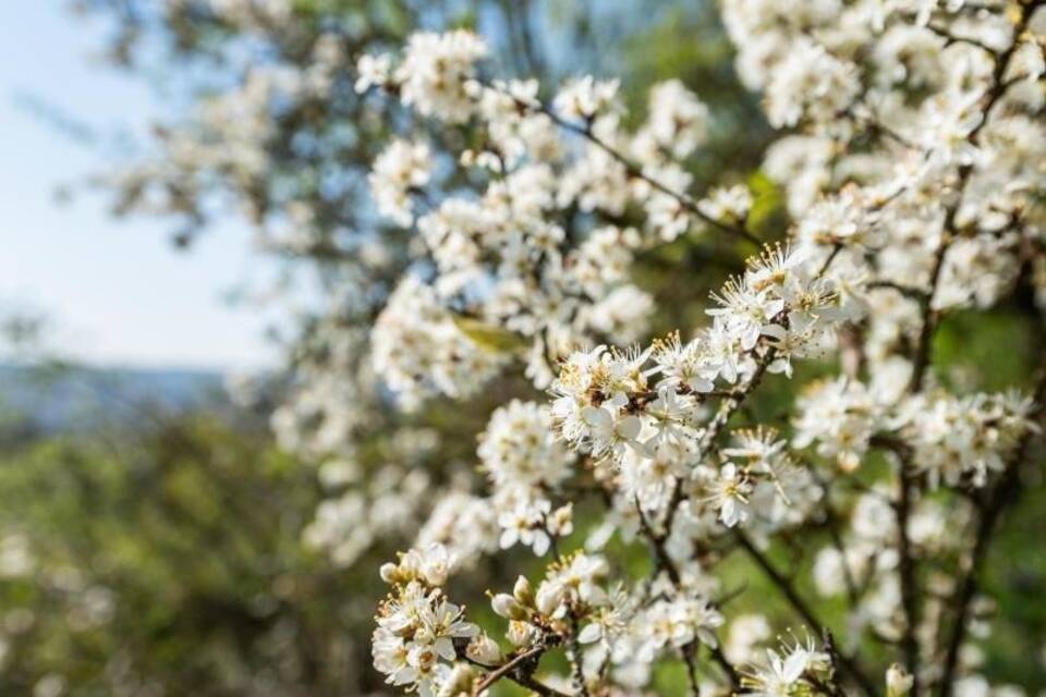 Frühling Frühling