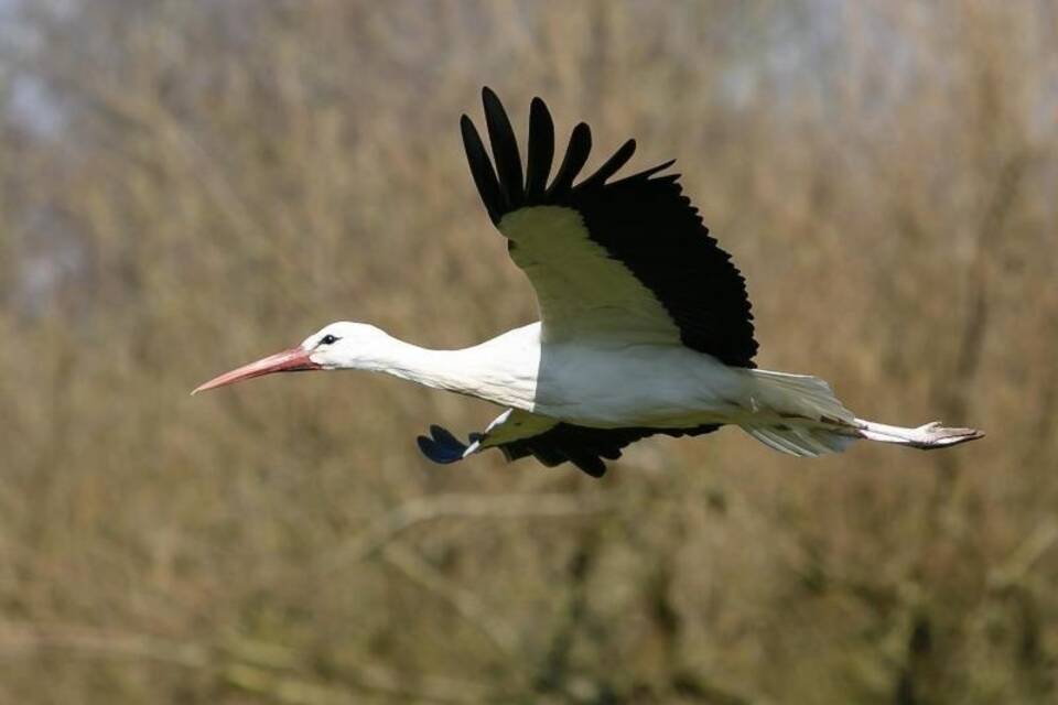 Ein Storch im Westküstenpark