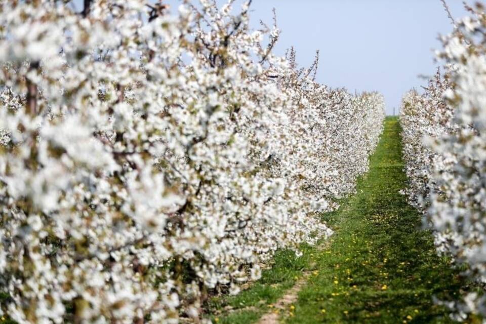 Obstbäume mögen keinen Frost