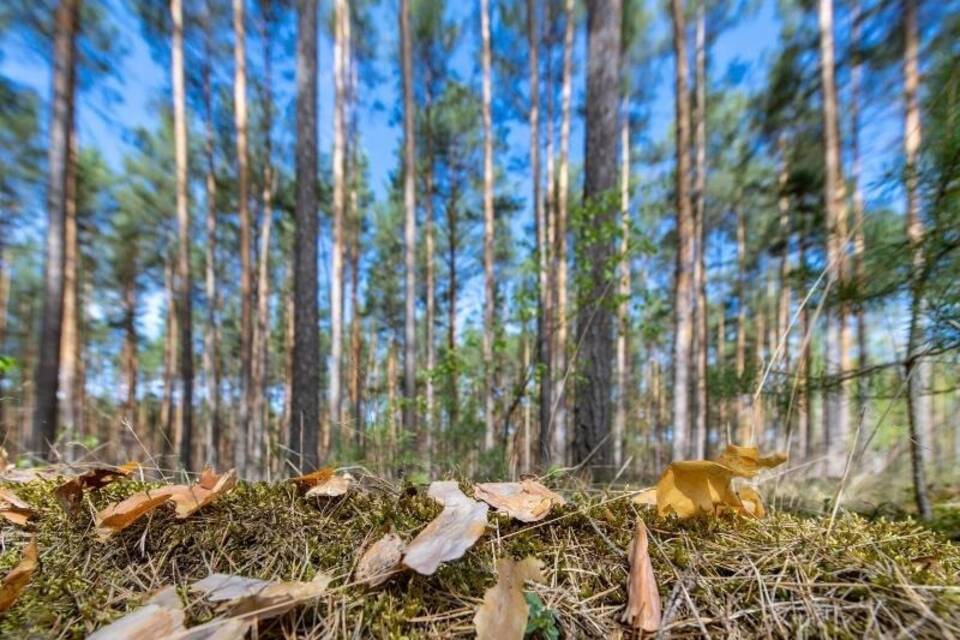 Kiefernwald Kiefernwald