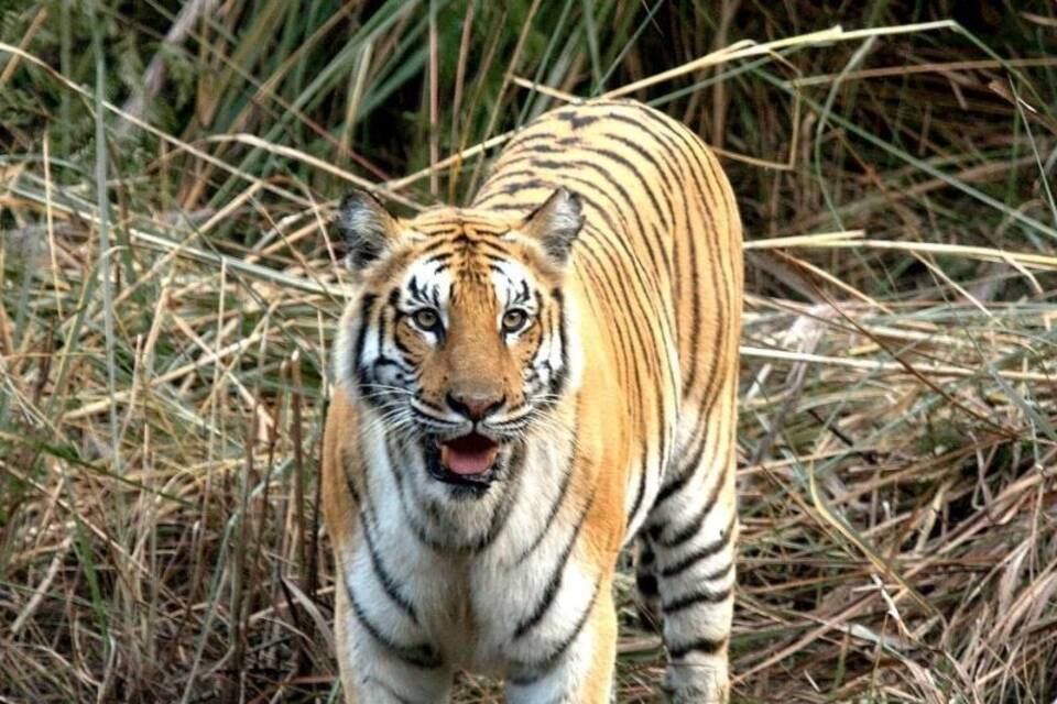 Wenn Tiger Menschen töten Wenn Tiger Menschen töten
