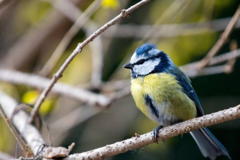 Blaumeise Blaumeise