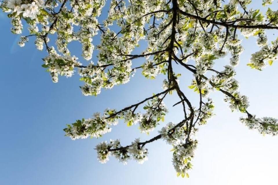Frühling Frühling