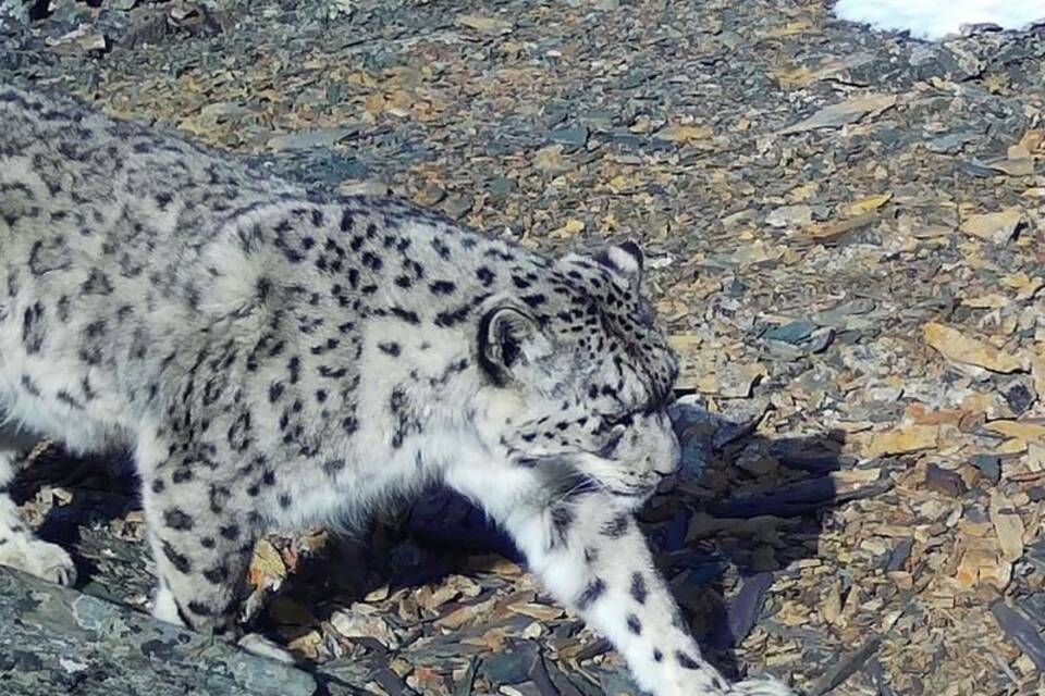 Schneeleopard Schneeleopard