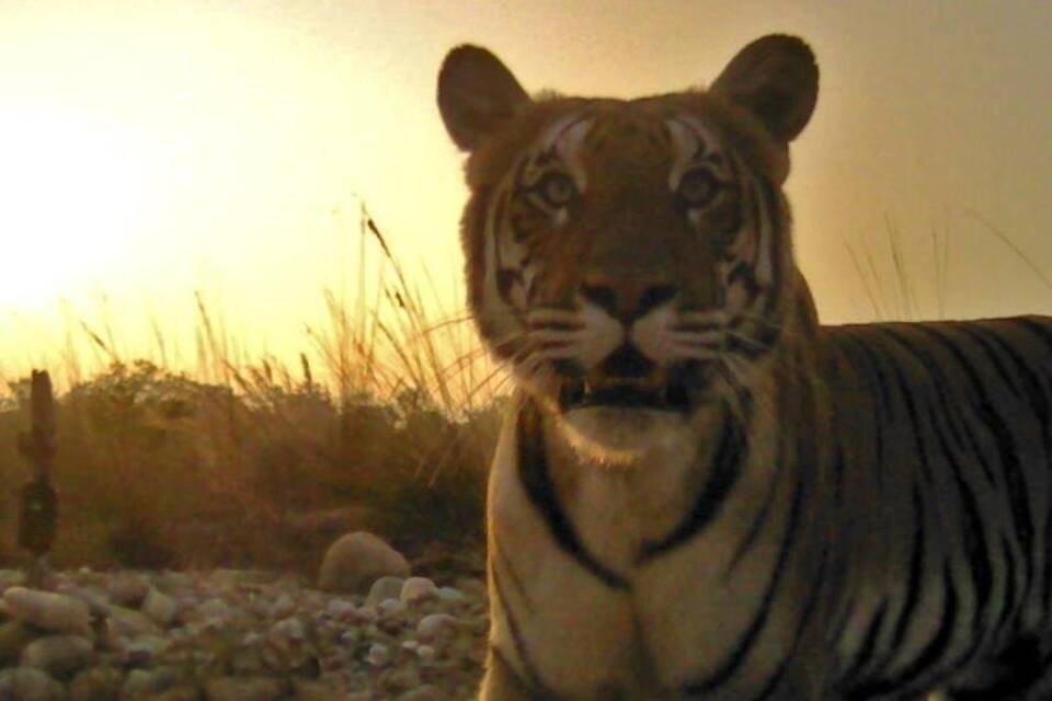 Tiger in Nepal Tiger in Nepal