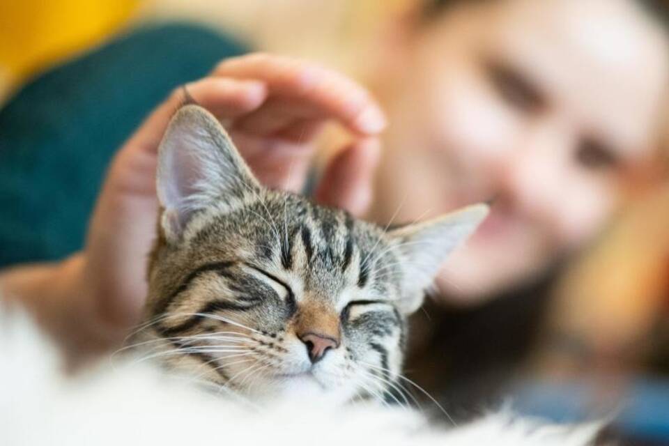 Hauskatze Hauskatze