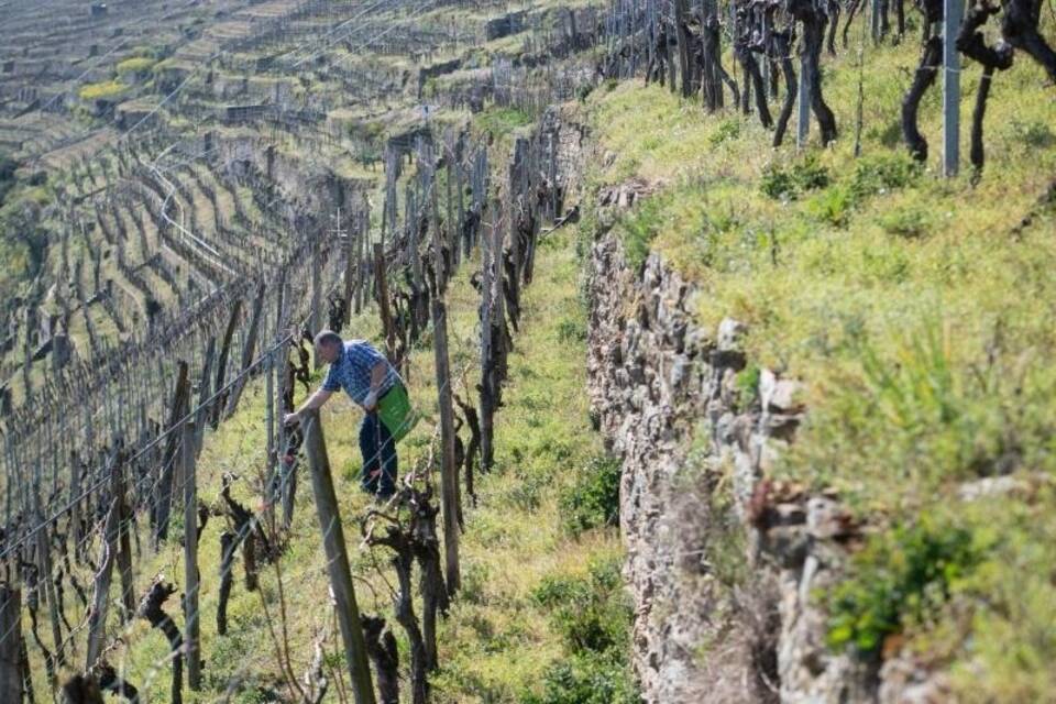 Weinbau Weinbau