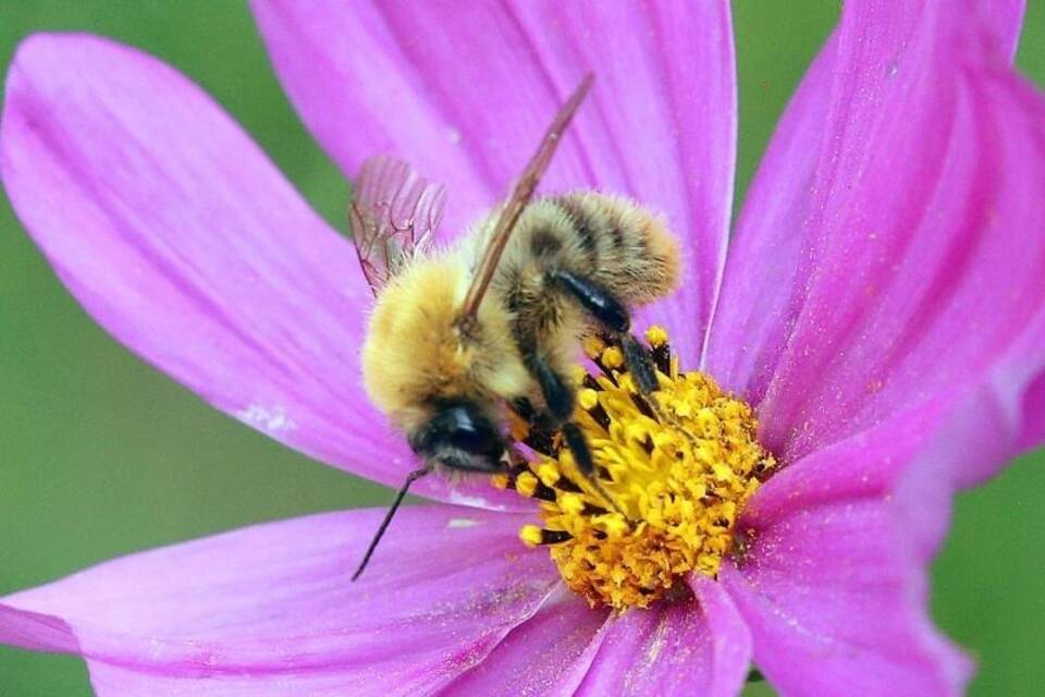 Insektenschutz Insektenschutz