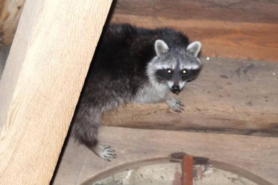 Waschbär im Kirchenturm Waschbär im Kirchenturm
