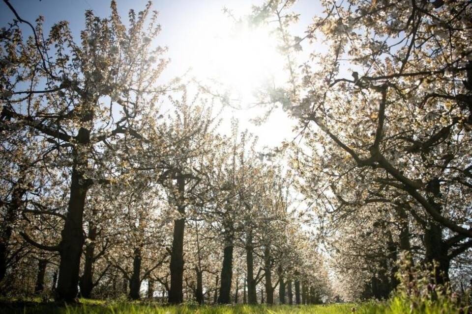 Blüte der Obstbäume Blüte der Obstbäume