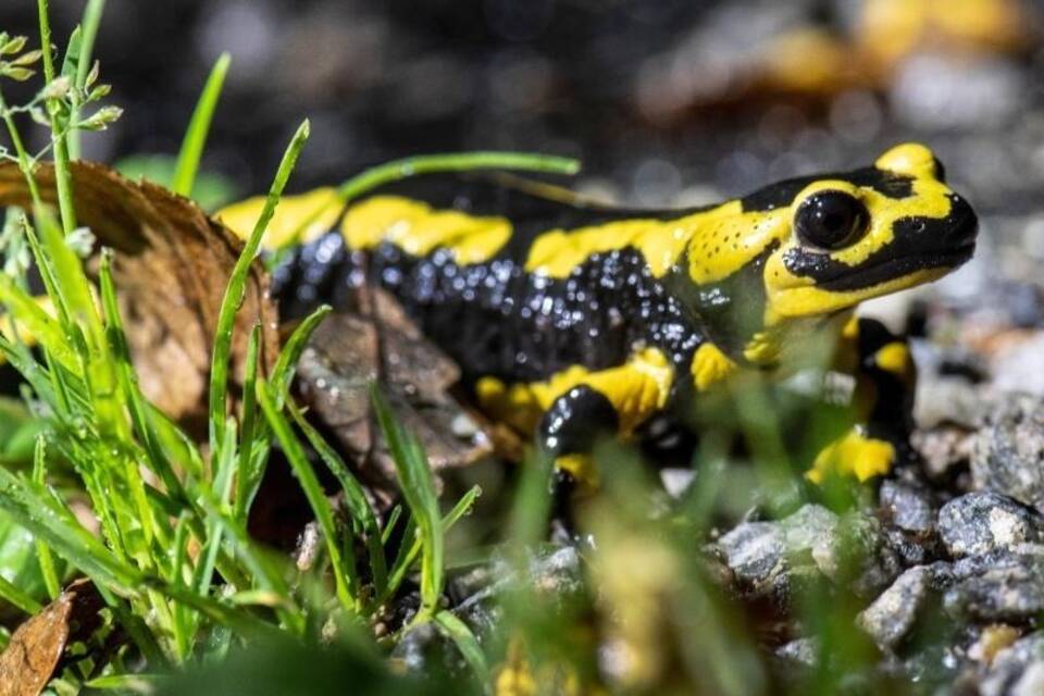 Feuersalamander Feuersalamander