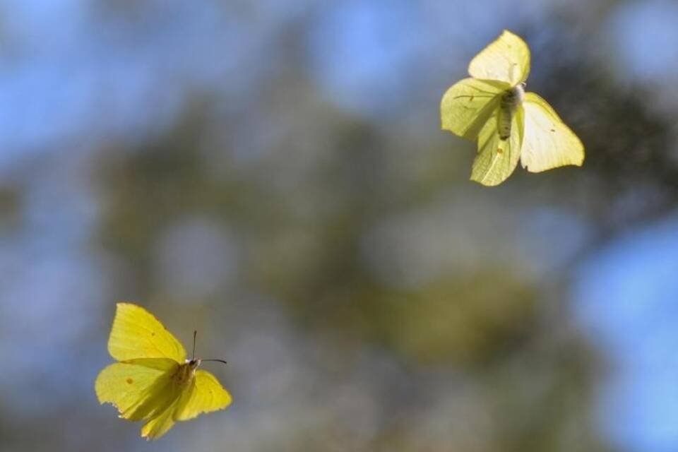 Zitronenfalter Zitronenfalter