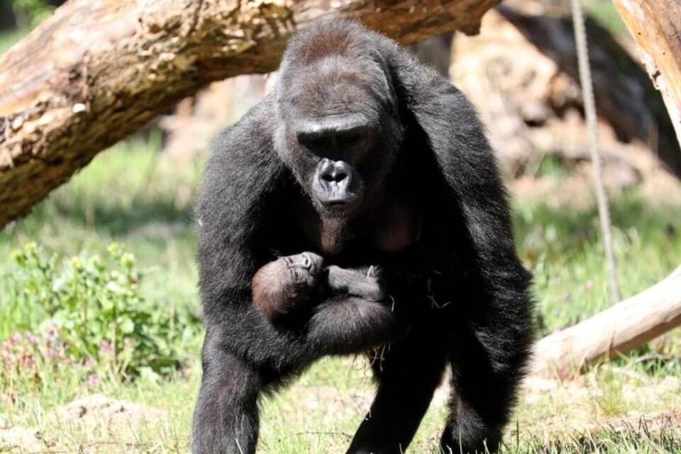 Gorillas Gorillas
